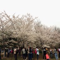 2016年3月玉渊潭樱花节